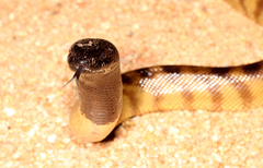 Aspidites melanocephalus