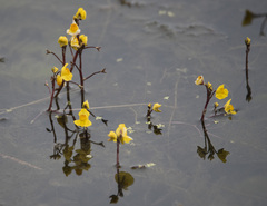 Utricularia