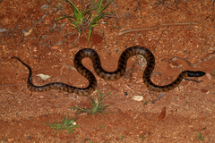 Aspidites melanocephalus