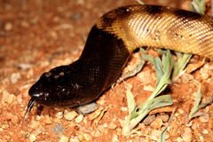 Aspidites melanocephalus