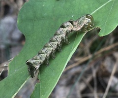 Abrostola triplasia