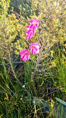 Gladiolus hirsutus