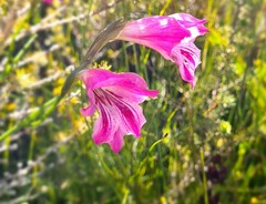 Gladiolus hirsutus