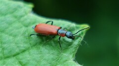 Anthocomus rufus