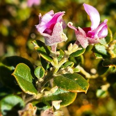 Podalyria biflora