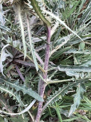 Cirsium hookerianum