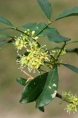 Vepris trichocarpa