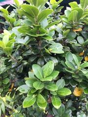 Magnoliopsida