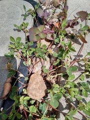 Trifolium glomeratum