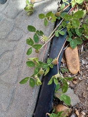 Trifolium glomeratum