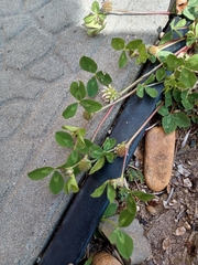 Trifolium glomeratum