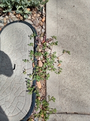 Trifolium glomeratum