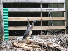 Egretta novaehollandiae