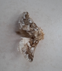 Thaumetopoea herculeana