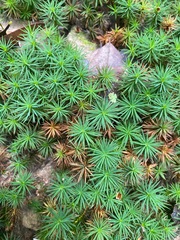 Dawsonia superba