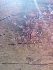 Araneus angulatus