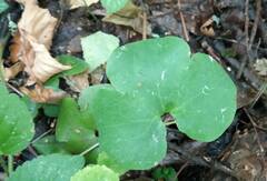 Hepatica nobilis