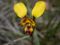 Diuris orientis