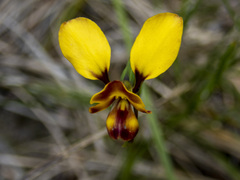 Diuris orientis