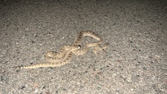 Crotalus scutulatus