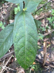 Ficus coronata