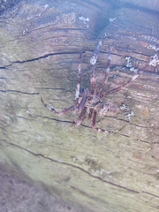 Araneus angulatus