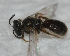 Lasioglossum illinoense