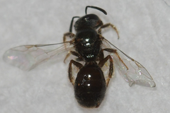 Lasioglossum illinoense