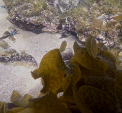 Brachaluteres jacksonianus