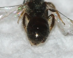 Lasioglossum illinoense