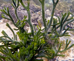 Brachaluteres jacksonianus