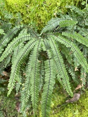Adiantum hispidulum