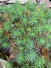 Dawsonia superba