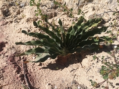 Boophone haemanthoides