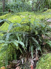 Adiantum hispidulum