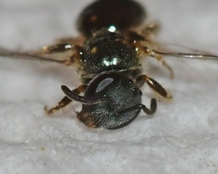 Lasioglossum illinoense