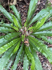 Asplenium australasicum