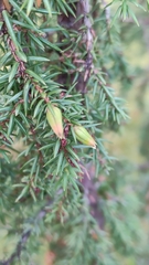 Oligotrophus juniperinus