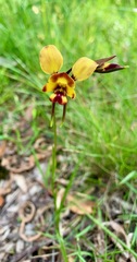 Diuris orientis