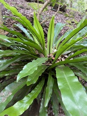 Asplenium australasicum