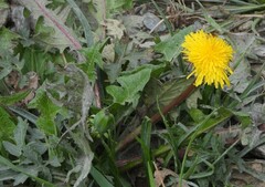 Taraxacum