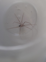 Loxosceles rufescens