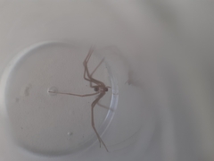 Loxosceles rufescens