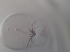 Loxosceles rufescens