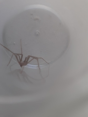 Loxosceles rufescens