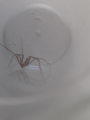 Loxosceles rufescens