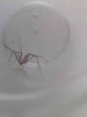 Loxosceles rufescens