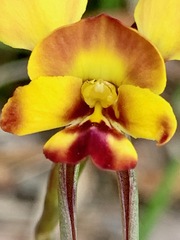 Diuris orientis