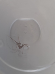 Loxosceles rufescens