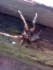 Araneus angulatus